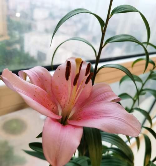 如何应对百合花谢了（百合花谢了怎么办）