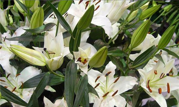 如何应对百合花谢了（百合花谢了怎么办）