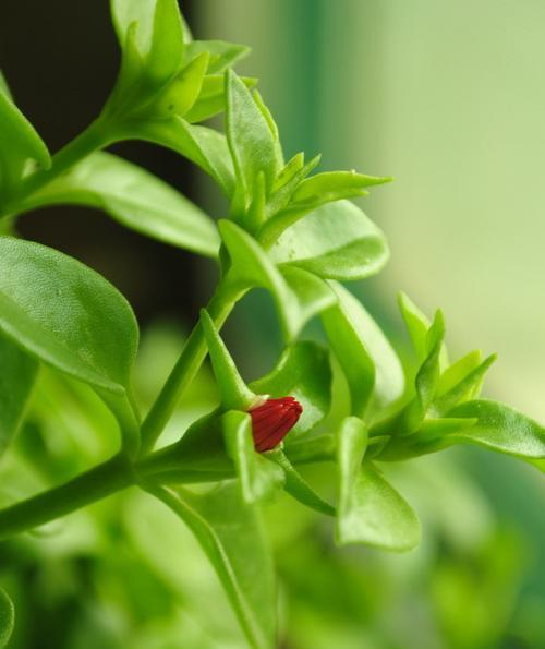 牡丹吊兰花语（探寻牡丹吊兰的花语与寓意）