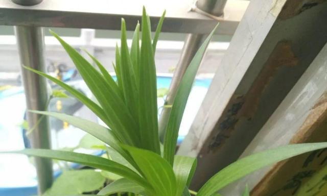 百合花的日晒需求（了解百合花的日晒需求）
