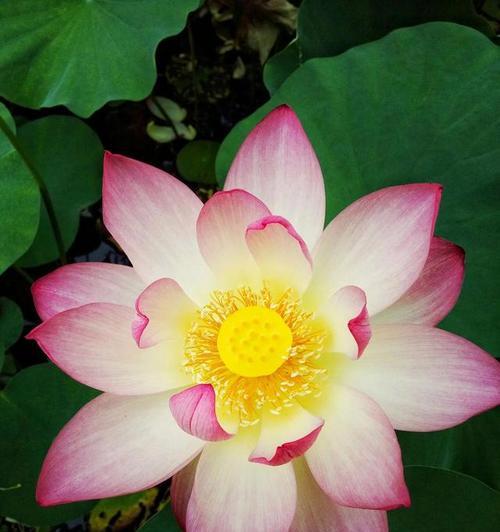 牡丹与荷花（盛世之花）