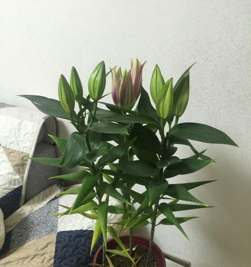 如何应对百合花叶子发黄问题（解决百合花叶子发黄的有效方法）