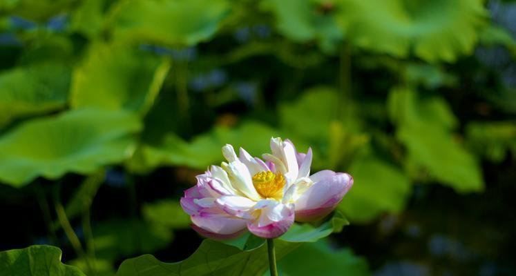 牡丹与荷花（盛世之花）