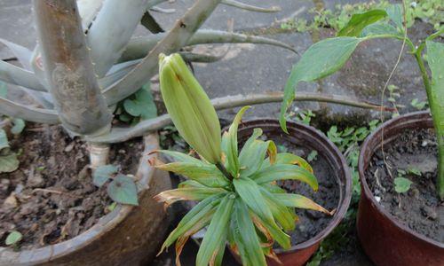 百合花叶子有毒吗（百合花叶子的毒性成分）