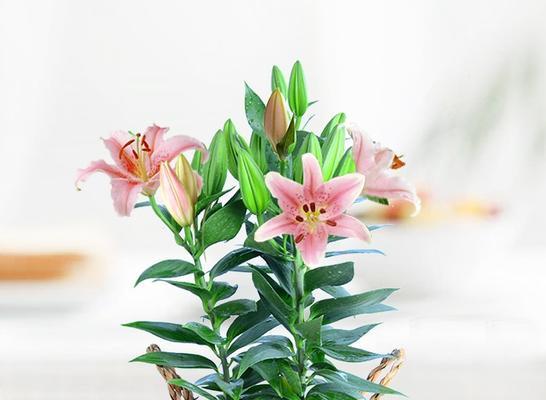 如何选择合适的盆栽让百合花健康成长（盆栽大小）