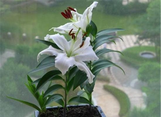 如何选择合适的盆栽让百合花健康成长（盆栽大小）