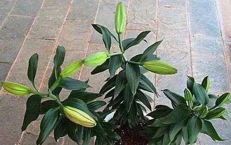 如何选择合适的盆栽让百合花健康成长（盆栽大小）