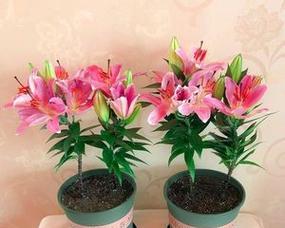 打造美丽花园必备，百合花的花盆选择（如何选择百合花的花盆）