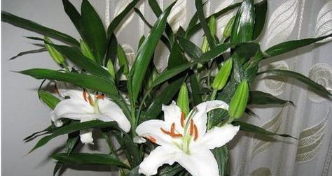 百合花有毒吗（毒性分析）