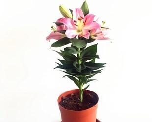 百合花的香味（探究百合花的香气源头及特点）