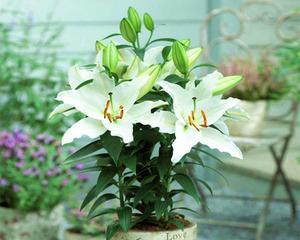 百合花的香味（探究百合花的香气源头及特点）