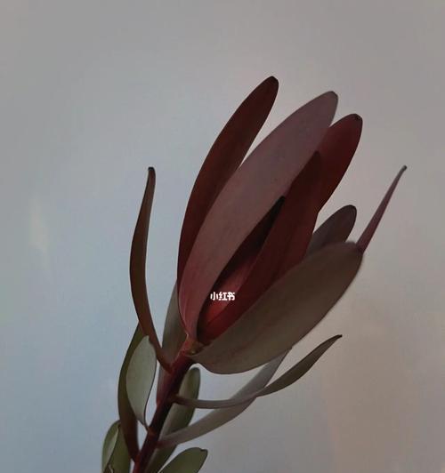 以木百合的花语探寻生命的坚韧（深情厚意）