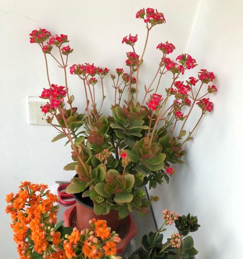 长寿花花语（传统文化中的长寿之花与其象征意义）
