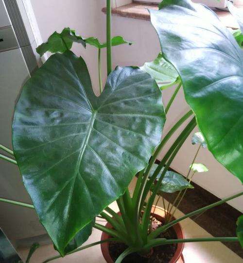 以盆景滴水观音的花语（揭示滴水观音盆景的花语之美）