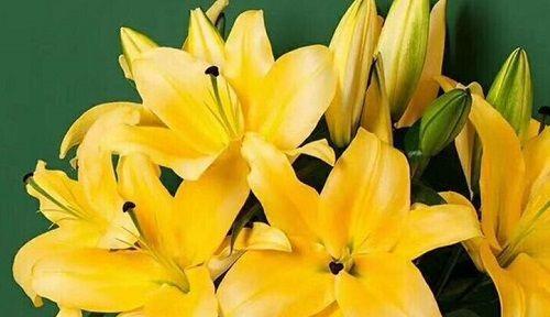 百合花在室内的养护与注意事项（了解百合花的毒性）