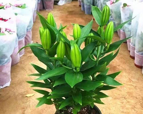 百合花在室内的养护与注意事项（了解百合花的毒性）