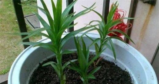百合花繁殖指南（方法）