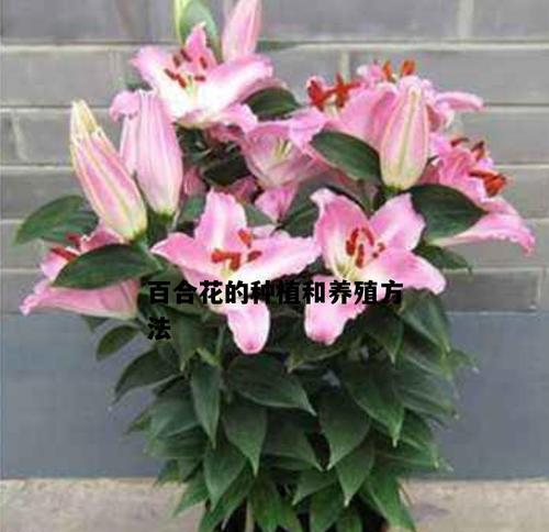 百合花繁殖指南（方法）