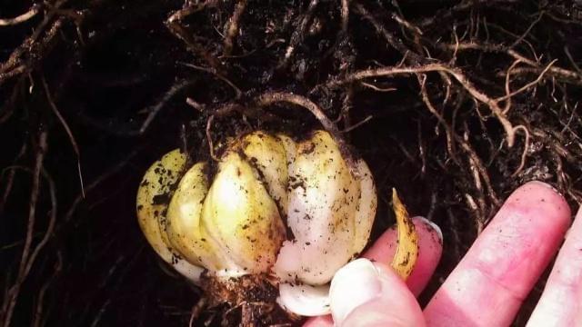 百合花如何繁殖（分株时间、步骤及注意事项）