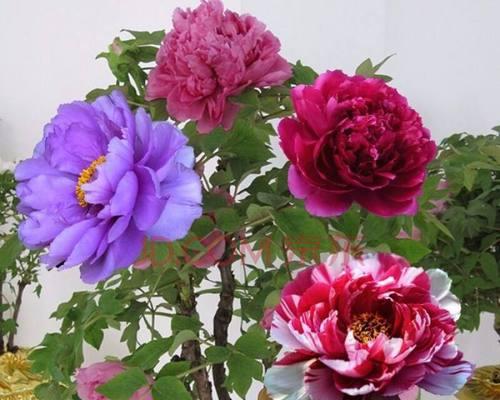 如何养护盆栽牡丹（打造美丽花园的秘诀）