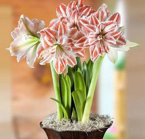 如何让百合花安全度过寒冬（百合花冬季护理的要点和技巧）