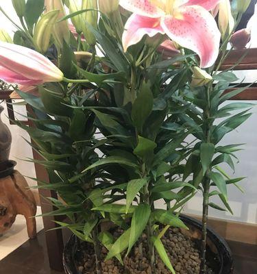 百合花的浇水方法（了解浇水时间和频率）