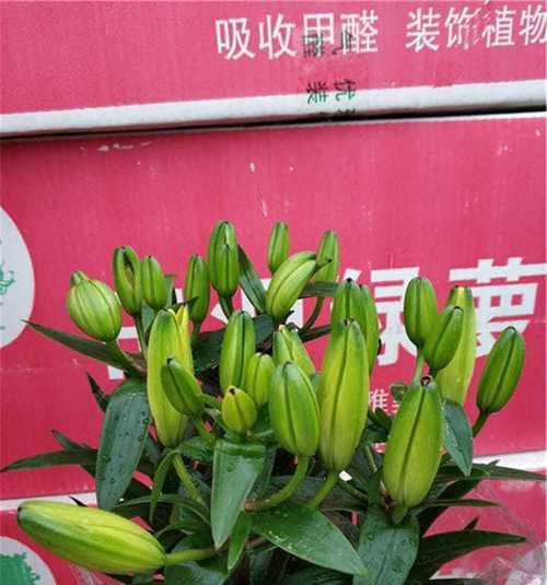 百合花如何快速开花（掌握百合花开花技巧）