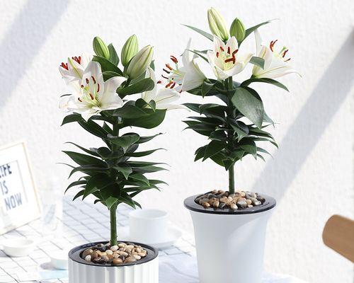 百合花如何快速开花（掌握百合花开花技巧）