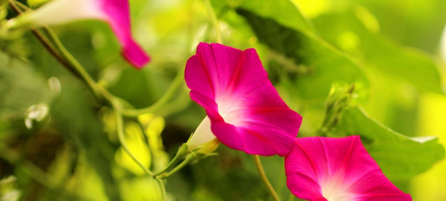 牵牛花的寓意与象征（探寻牵牛花的内涵和美丽）