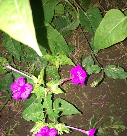 牵牛花的寓意与象征（探寻牵牛花的内涵和美丽）