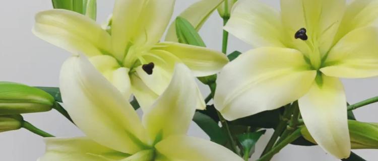 百合花的醒花技巧（如何利用气温调控百合花醒花时间）