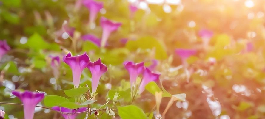 牵牛花的花语与寓意（探寻牵牛花的深层涵义与象征意义）