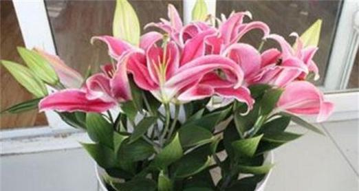 百合花的醒花技巧（如何利用气温调控百合花醒花时间）
