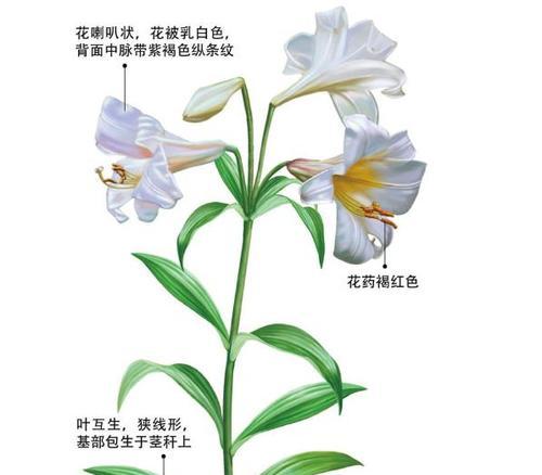百合花的醒花技巧（如何利用气温调控百合花醒花时间）
