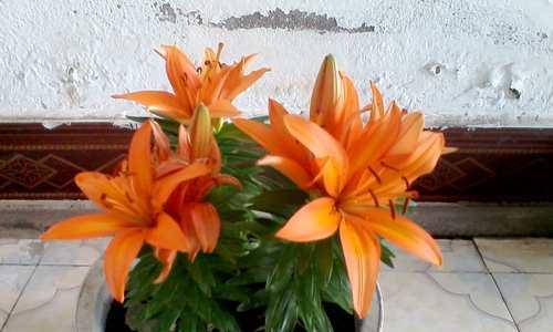 百合花的养殖方法（全方位了解百合花的养殖技巧）