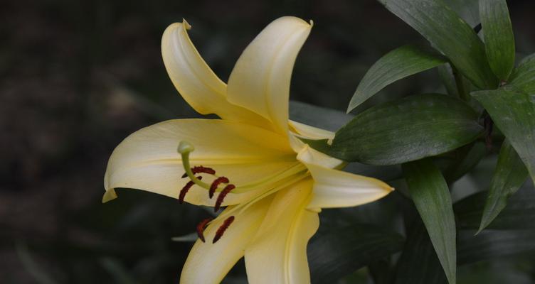 百合花的品种与特征（探寻百合花的美丽与神秘）
