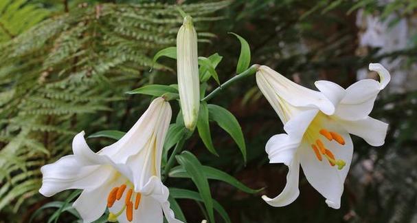 百合花的生长环境分析（从土壤到气候）