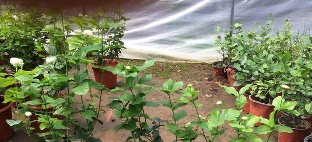 繁殖植物的神奇力量（揭秘植物繁殖中的扦插与压条技术）