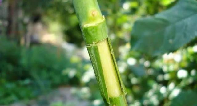 繁殖植物的神奇力量（揭秘植物繁殖中的扦插与压条技术）