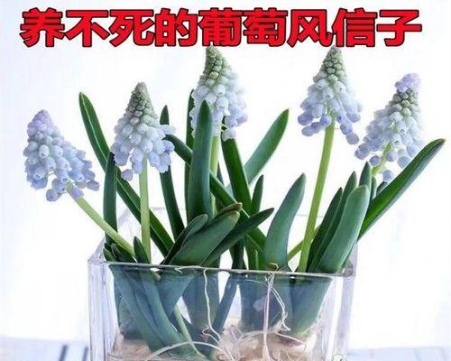 百合花种球的水养之道（了解百合花水养技巧）