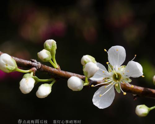 青梅花的花语-寄托青春与希望（用青梅花的花语）
