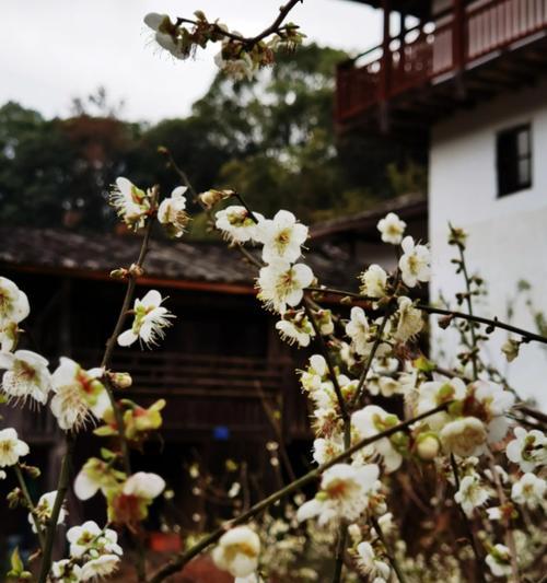 青梅花的花语-寄托青春与希望（用青梅花的花语）