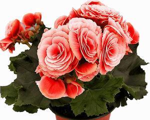 球根海棠花语（诠释“奋发向前”的花卉之美）