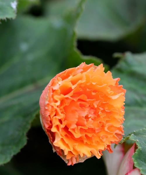 球根海棠花语（诠释“奋发向前”的花卉之美）