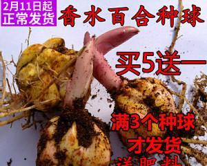 百合花种子的营养价值及食用方法（了解百合花种子的食用价值）