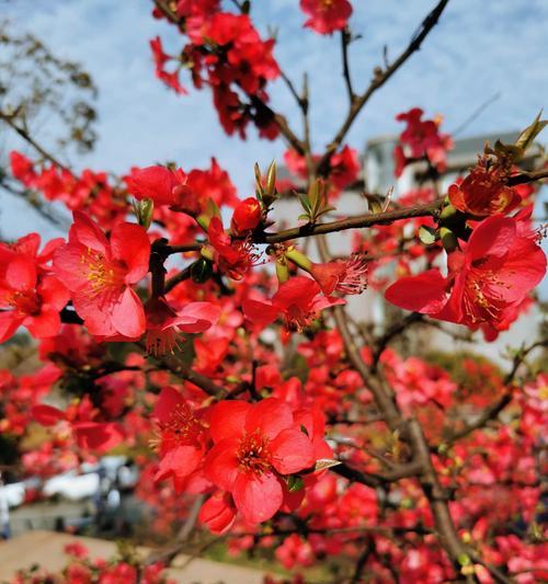 日本海棠花的花语与传说（探寻日本海棠花的神秘与美丽）