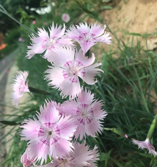 传说中的石竹花（日本石竹花的含义及文化传承）