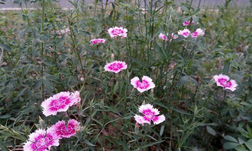 传说中的石竹花（日本石竹花的含义及文化传承）