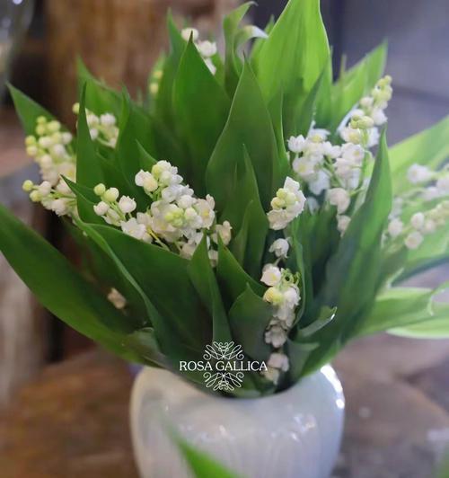 小菊花的花语与日系绿色切花的传承（以小菊花的花语为主题）