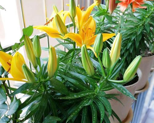 百合的种植时间和技巧（如何选择适合种植百合的月份）